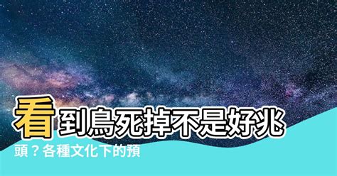 一直看到死掉的鳥|10個有關鳥的迷信